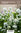Peurankello, valkoinen - Campanula glomerata 'Schneekrone'