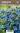 Sinilemmiö - Lithodora diffusa ‘Heavenly Blue’