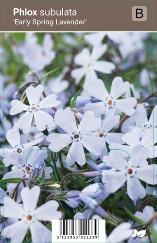 Sammalleimu, sininen - Phlox subulata 'Early Spring Lavender'