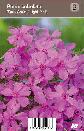 Sammalleimu, vaaleanpunainen - Phlox subulata 'Early Spring Light Pink'