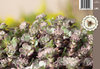 Lusikkamaksaruoho - Sedum spathulifolium ‘Purpureum’