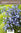 Kääpiökello, sininen - Campanula cochlearifolia 'Jingle Blue'