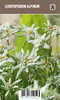 Euroopanalppitähti (Edelweiss) - Leontopodium alpinum