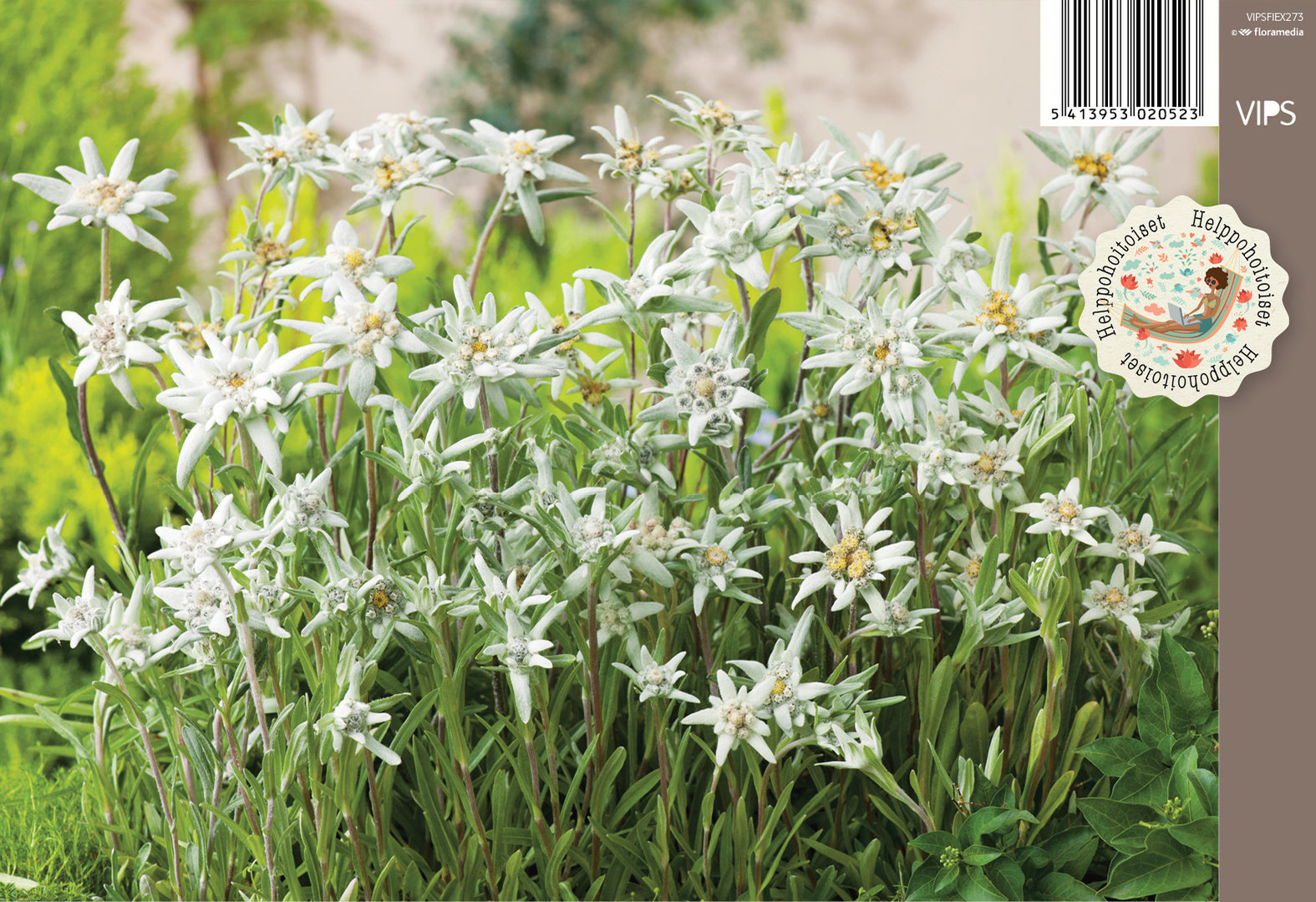 Euroopanalppitähti (Edelweiss) - Leontopodium alpinum