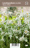 Kiinanalppitähti - Leontopodium souliei 'Alpine White'