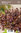 Kaukasianmaksaruoho - Sedum spurium 'Purple Winter'