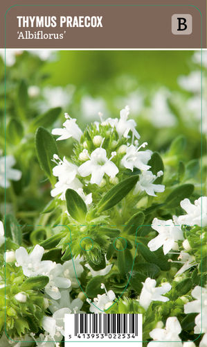 Harmaa-ajuruoho, valkoinen - Thymus praecox 'Albiflorus'