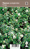 Nurmiajuruoho - Thymus pulegioides 'Foxley'
