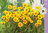 Isokaunosilmä - Coreopsis grandiflora 'Rising Sun'