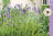 Tähkälaventeli - Lavandula angustifolia ‘Munstead’