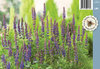 Loistosalvia - Salvia nemorosa ‘Ostfriesland’