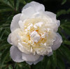 Pioni, Kiinanpioni - Paeonia lactiflora 'Shirley Temple' C3,5