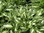 Kirjokuunlilja - Hosta undulata 'Mediovariegata` C1,3