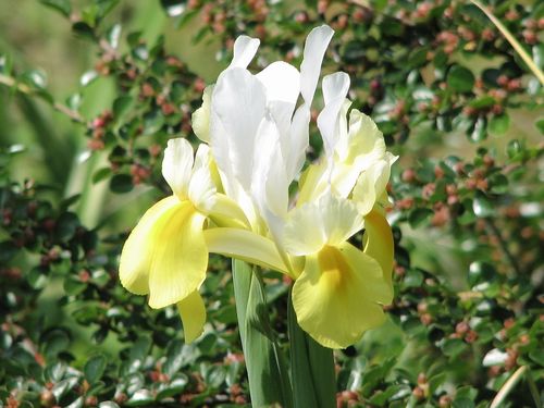 Siperiankurjenmiekka, keltainen - Iris siberica `Butter and Sugar`