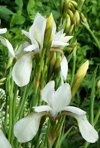 Siperiankurjenmiekka, valkoinen - Iris siberica `Snow Queen`