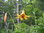 Kanadanlilja - Lilium canadense