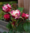 Tarhakurtturuusu - Rosa rugosa `Louise Bugnet`