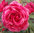 Kanadalainen ruusu - Rosa `Morden Ruby` C2