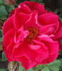 Kanadalainen ruusu - Rosa `Winnipeg Parks` C4