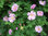 Blandaruusu - Rosa blanda `Toukoniitty`