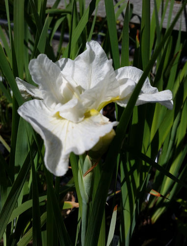 Siperiankurjenmiekka, valkoinen - Iris sibirica 'Harpswell Happines'