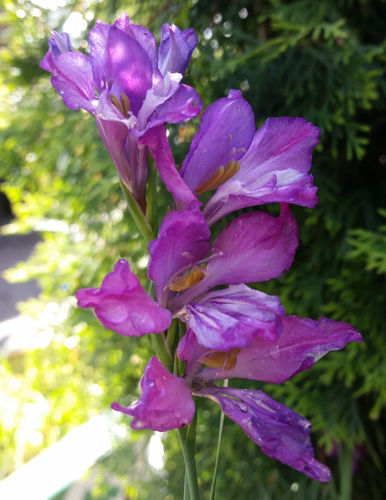 Idänmiekkalilja - Gladiolus imbricatus