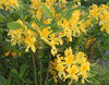 Kelta-atsalea - Rhododendron luteum
