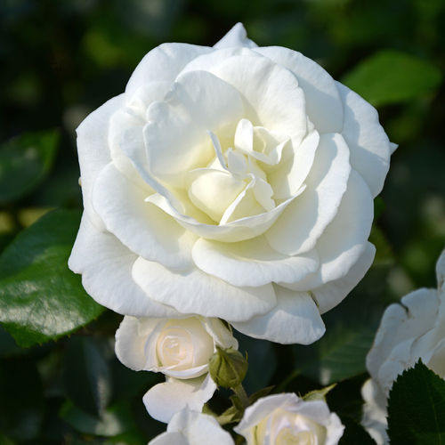 Köynnösruusu - Rosa `White New Dawn`