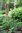 Punakoristeraparperi – Rheum palmatum var. tanguticum C1,3