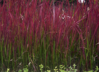 Hurmesilkkiheinä - Imperacta cylindrica `Red Baron` P11