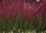 Hurmesilkkiheinä - Imperacta cylindrica `Red Baron` P11