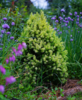 Kartiovalkokuusi - Picea glauca `Daisy's White` 40-60