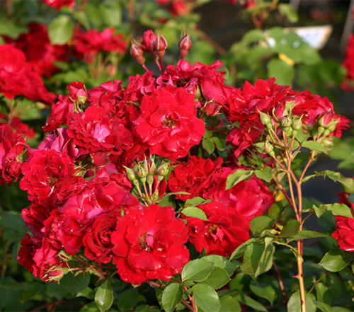 Kanadalainen ruusu - Rosa `Champlain`