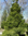 Kartiokuusi - Picea abies `Meilahden Kartio` 20-30