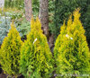 Timanttituija - Thuja occidentalis Golden Smaragd 60-70