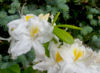Atsalea - Rhododendron luteum `Möwe`