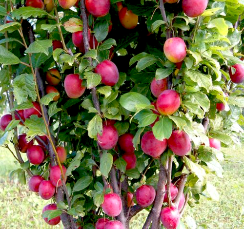 Pilariluumu - Prunus domestica `Kolonovidnaja` 150-200