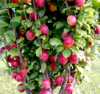 Pilariluumu - Prunus domestica `Kolonovidnaja`
