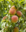 Persikka - Prunus 'Maira' 150-200