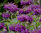 Punaväriminttu, violetti - Monarda didyma `Balmy Lilac`