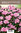 Sulkaneilikka - Dianthus plumarius 'Dinetta Soft Pink'