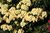 Alppiruusu - Rhododendron `Goldinetta` INKARHO