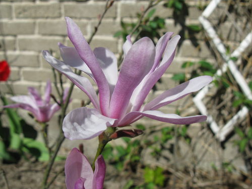 Tarhamagnolia - Magnolia x loebneri `Leonard Messel`C5