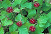 Mesimarja - Rubus arcticus 'Mespi'