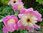 Pioni, Kiinanpioni - Paeonia lactiflora 'Bowl of Beauty' C3