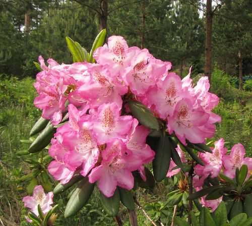 Alppiruusu - Rhododendron 'Eija'