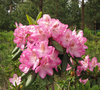 Alppiruusu - Rhododendron 'Eija' C5