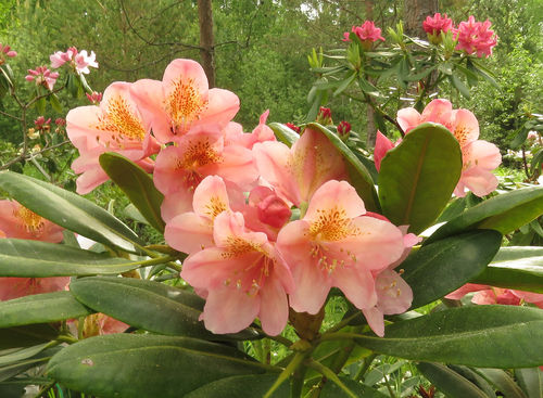 Alppiruusu - Rhododendron 'Merja'