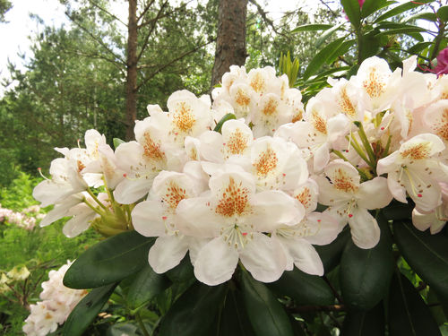Alppiruusu - Rhododendron 'Pernilla'