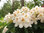 Alppiruusu - Rhododendron 'Pernilla'